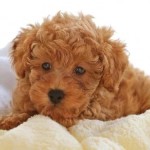 poodle-toy-19