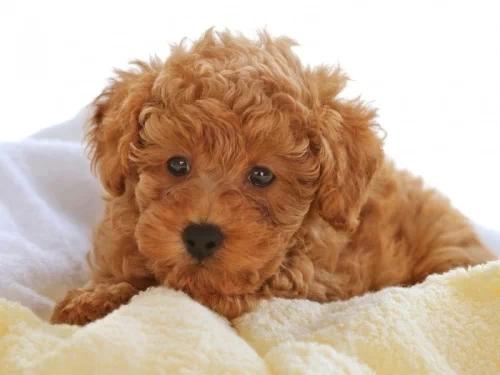 poodle-toy-19