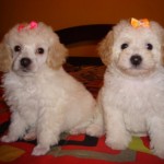 poodle-toy-2