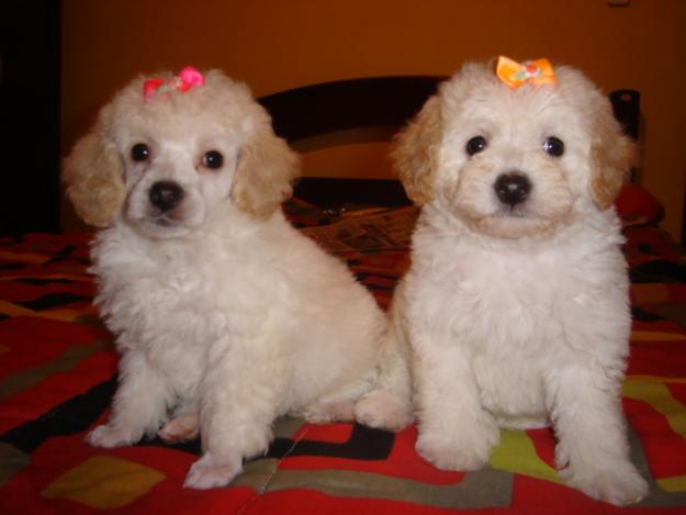 poodle-toy-2