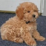 poodle-toy-20