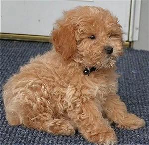 poodle-toy-20