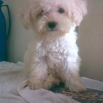 poodle-toy-3