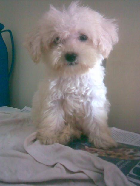 poodle-toy-3