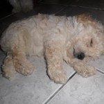 poodle-toy-5