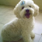 poodle-toy-6