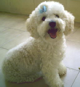 poodle-toy-6
