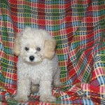 poodle-toy-7