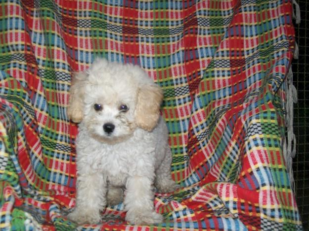poodle-toy-7