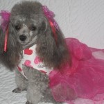 poodle-toy-8