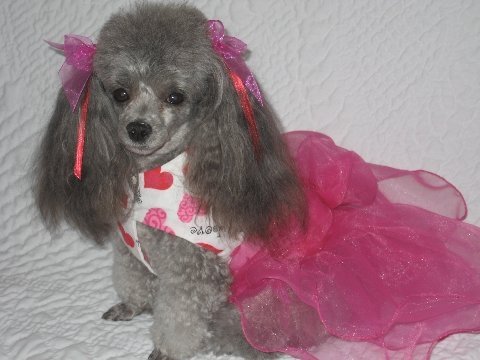 poodle-toy-8