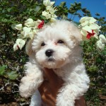 poodle-toy-9