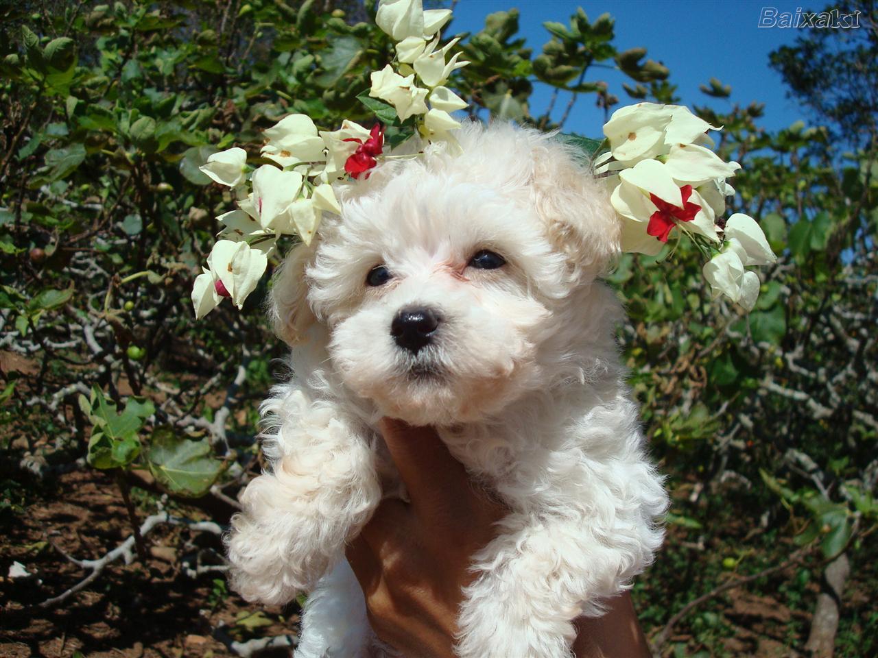 poodle-toy-9