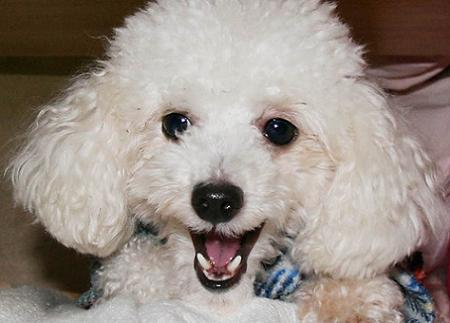 Poodle Toy