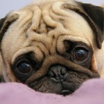 pug-1