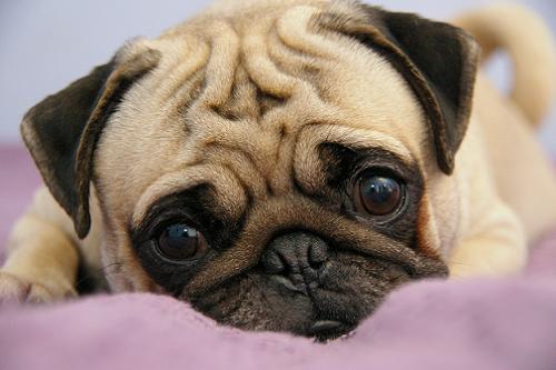 pug-1