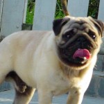 pug-10