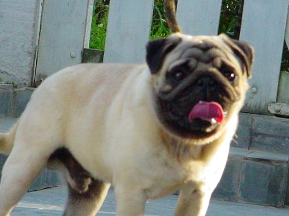 pug-10
