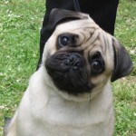 pug-11