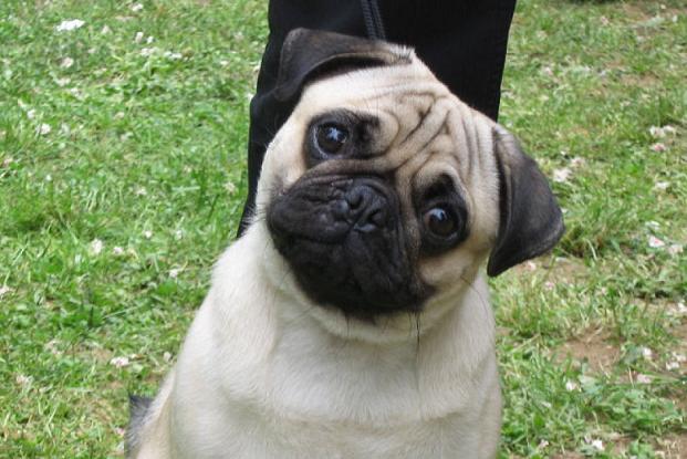 pug-11
