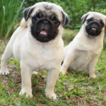 pug-12