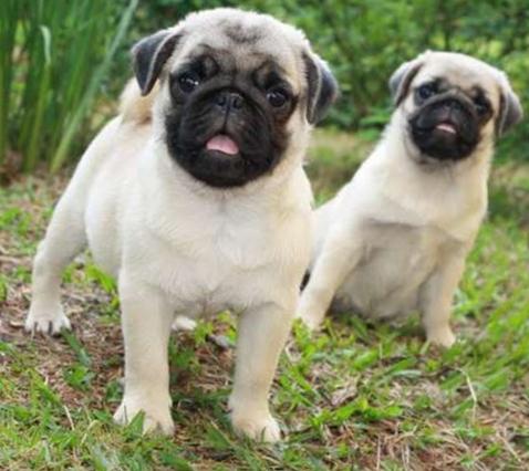 pug-12