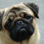 pug-13