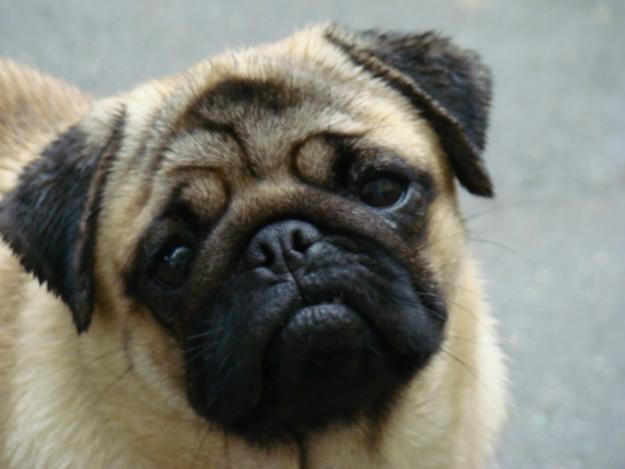 pug-13