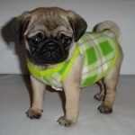 pug-14