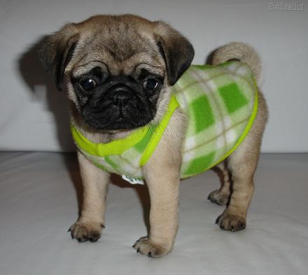 pug-14