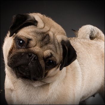 pug-15