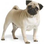 pug-16