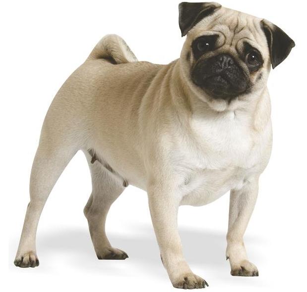 pug-16