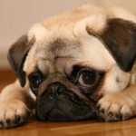 pug-17
