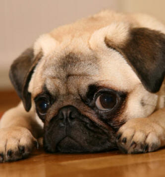 pug-17