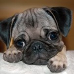 pug-18