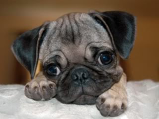 pug-18