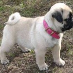 pug-19