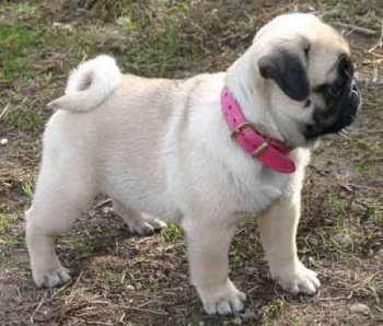 pug-19