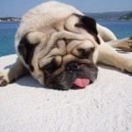 pug-2