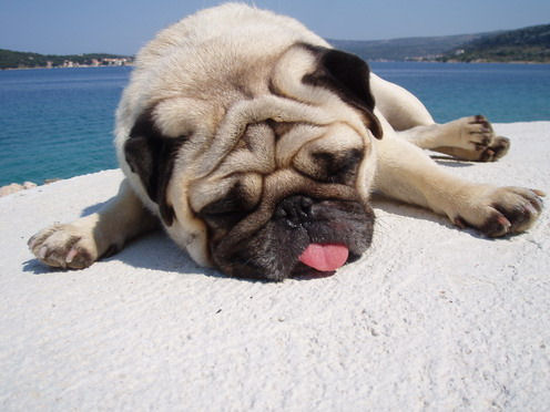 pug-2