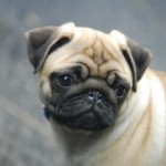 pug-20