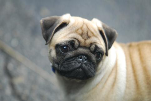 pug-20