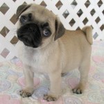 pug-3