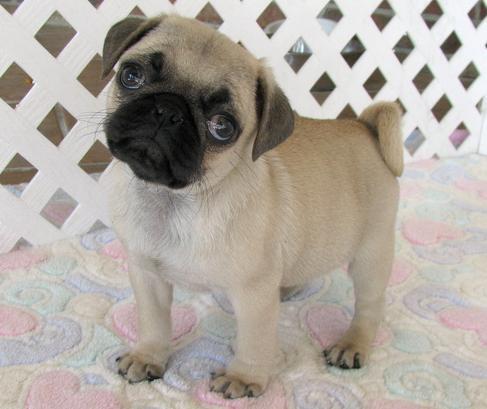 pug-3