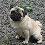 pug-4