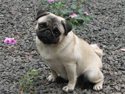 pug-4