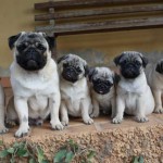 pug-5