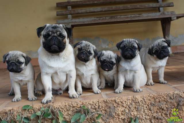 pug-5