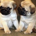 pug-6